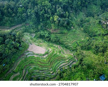 Tegalalang Rice Terraces, Bali